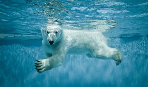 Polar Bear Pictures: Stunning Photos of Polar Bears - Life in Norway