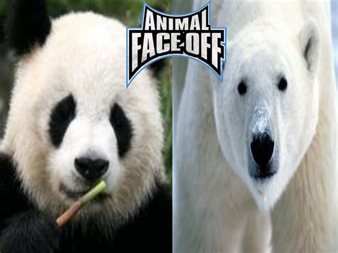 Visiting: User blog:The SuperNova/Animal Face-Off 1: Polar Bear vs ...