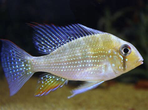 AquaticDawn: Threadfin Acara, Acarichthys heckelii