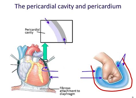 Pericardial cavity and Pericardium Diagram | Quizlet