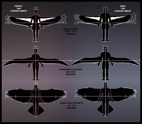 The Haast Eagle, The Condor and the Albatross' Wingspan in comparison ...