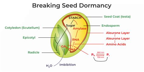 Seed Dormancy Types, Causes, Methods, Importance, And FAQs, 40% OFF