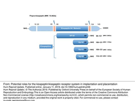 Figure 1 The major structure of kisspeptins in humans, the peptides ...