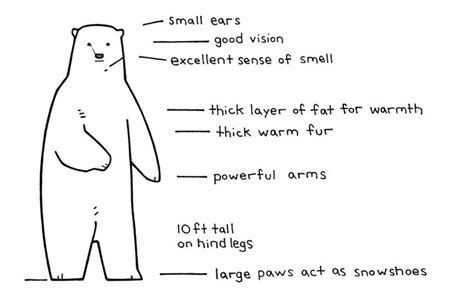 Illustrated Polar Bear Facts for Kids | Polar bear facts, Bear facts ...