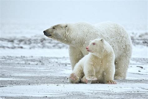 Many people joke about albino polar bears, but this is how different ...