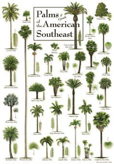 120 Palm trees ideas | palm trees, palm, plants