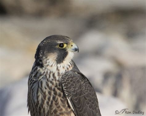 Juvenile Peregrine Falcon (plus a look at the falcon “nostril cone”) – Feathered Photography