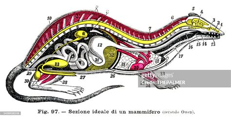 Section Of A Mammal Anatomy Engraving 1899 High-Res Vector Graphic ...