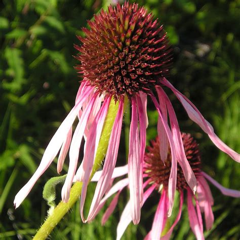 MN Native Pale Purple Coneflower Plants | Natural Shore