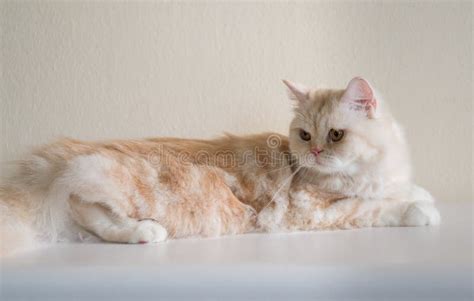 Brown Persian Cat stock photo. Image of feline, animal - 58362110