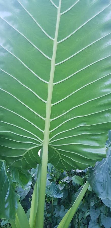 Fresh Green Closeup of Taro Colocasia Esculenta Plant. Also Known As Elephant Ear Plants Stock ...