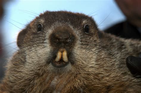 Groundhog Day: Phil's Myth Stretches Back Centuries | Live Science