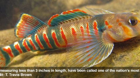 Rainbow-colored candy darter fish listed as endangered