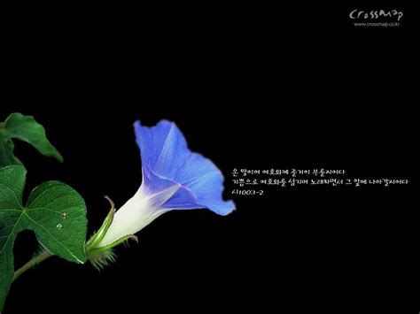 Morning Glory Flower Quotes. QuotesGram