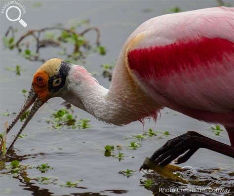 Roseate Spoonbill (Platalea ajaja) - ANGARI Foundation