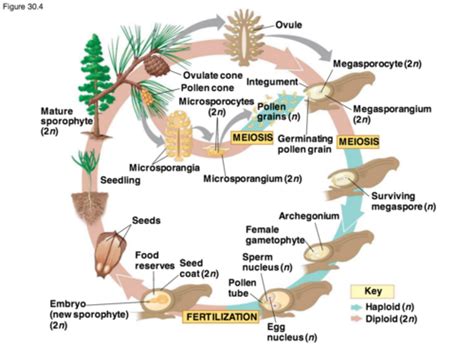 Life Cycle Of Gymnosperms