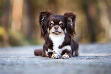 Long Haired Chihuahua: Your Complete Guide - Dog Academy