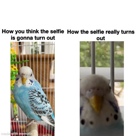 Made a meme : r/budgies