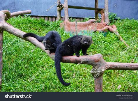 Couple Binturong Bearcat Stock Photo 2254164581 | Shutterstock