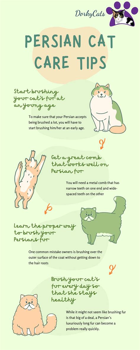 PERSIAN CAT PERSONALITY AND BREED (ALL YOU NEED TO KNOW) - DorkyCats