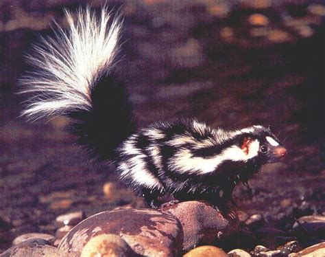 Eastern Spotted Skunk