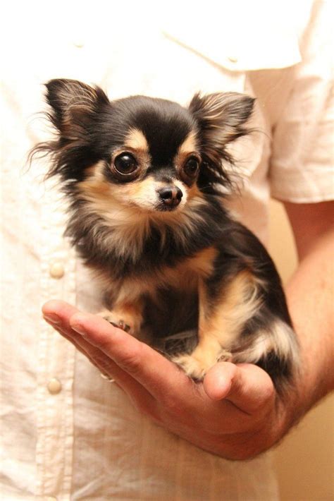 552 best Chihuahua Chic images on Pinterest | Chihuahua dogs, Doggies ...