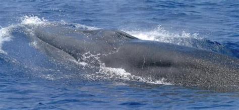 Endangered Rice's Whale Could Get New Habitat Designation - DeeperBlue.com