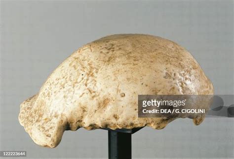 Java Man Skull Photos and Premium High Res Pictures - Getty Images