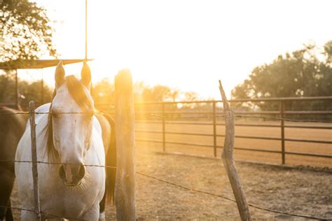 Bosque Ranch Partnership | Lippert