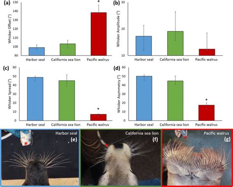 Pinniped whisker positions and movements: a Whisker offset values show... | Download Scientific ...