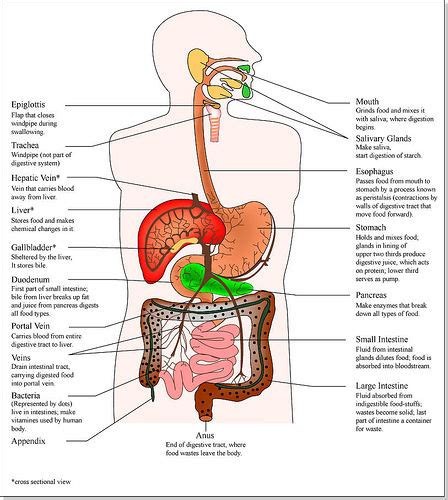 Digestive system - Image - Digital Journal