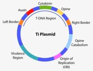 Plasmids Of Prokaryotic Cell - Free Transparent PNG Download - PNGkey