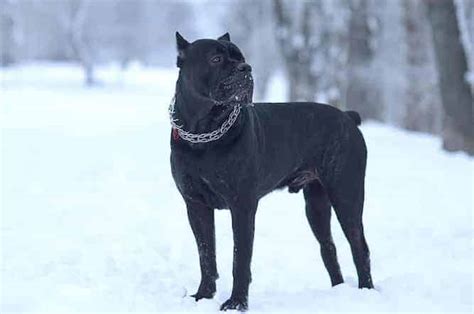 Understanding the Cane Corso Temperament (Trainable, Stable, Calm)