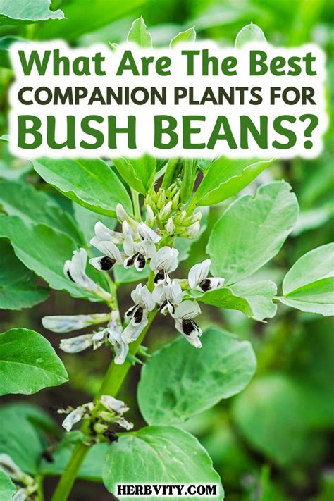 What Are The Best Companion Plants for Bush Beans? | Bush beans, Onion ...