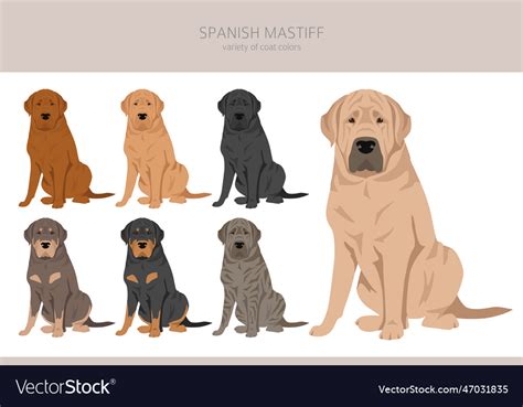 Spanish mastiff coat colors different poses Vector Image