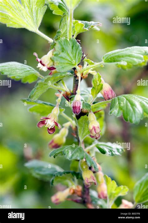 gooseberry flower flowering bush spring Stock Photo - Alamy