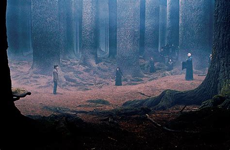 In The Forbidden Forest - Harry Potter Photo (27847761) - Fanpop