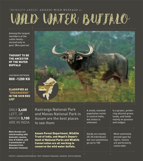 Wild Water Buffalo: Facts | RoundGlass | Sustain