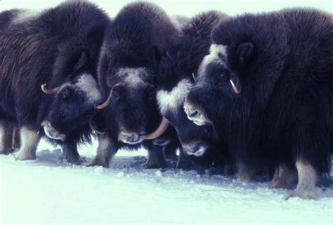 Free picture: muskox, animals, Arctic, mammals, ovibos, moschatus