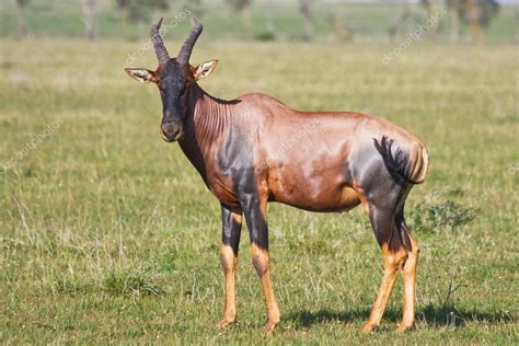 Topi Antelope in Grumeti Reserves — Stock Photo © nstanev #2050040