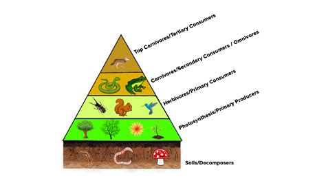 What are decomposers and consumers?