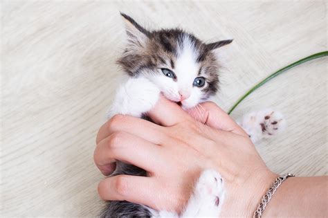 Kitten Teething: Symptoms & Treatment - Companion Animal Hospital of Lewisburg TN