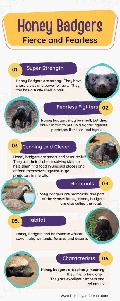 Fierce and Fearless: Honey Badger Facts for Kids - Kids Play and Create