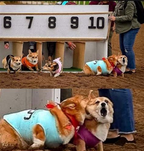 Corgi race - Meme by 120Usa :) Memedroid