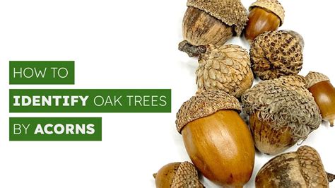 How to Identify Oak Trees by Acorns - YouTube