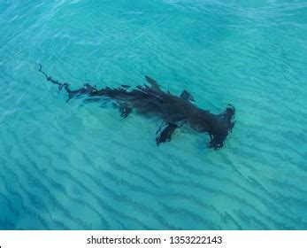984 Great hammerhead shark Images, Stock Photos & Vectors | Shutterstock