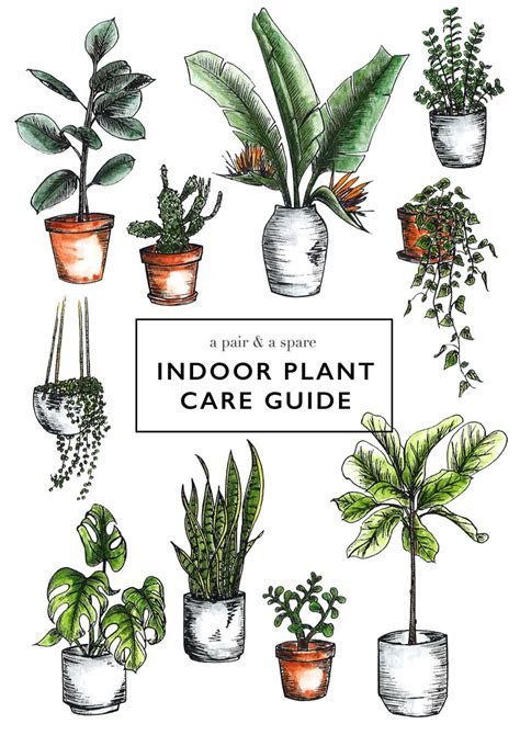 How to Care for Indoor Plants | A Pair & A Spare