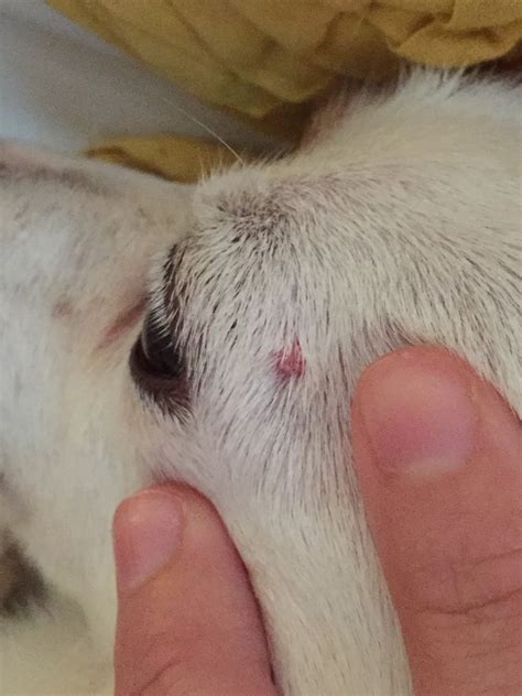 My dog has a red wart-type growth on her head, above her eye. It's ...