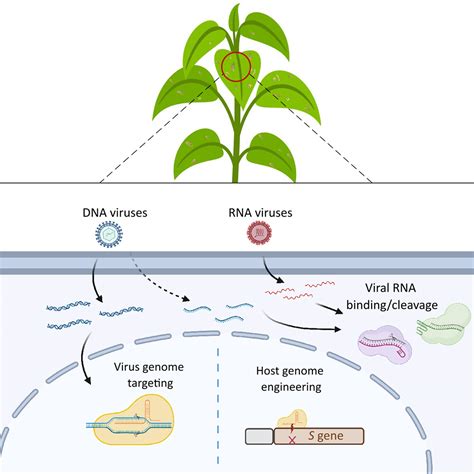 Plant Virus Diagram