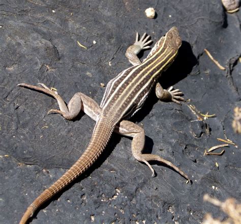 Our Campus Lizards | herpetology.arizona.edu